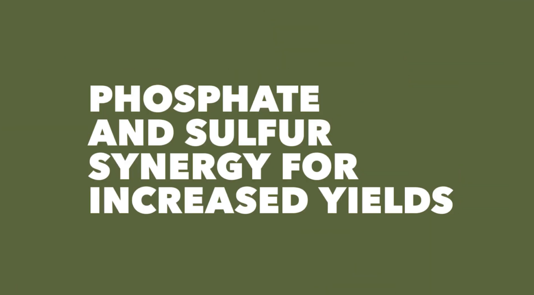 Phosphate and sulfur synergy for increased yields.